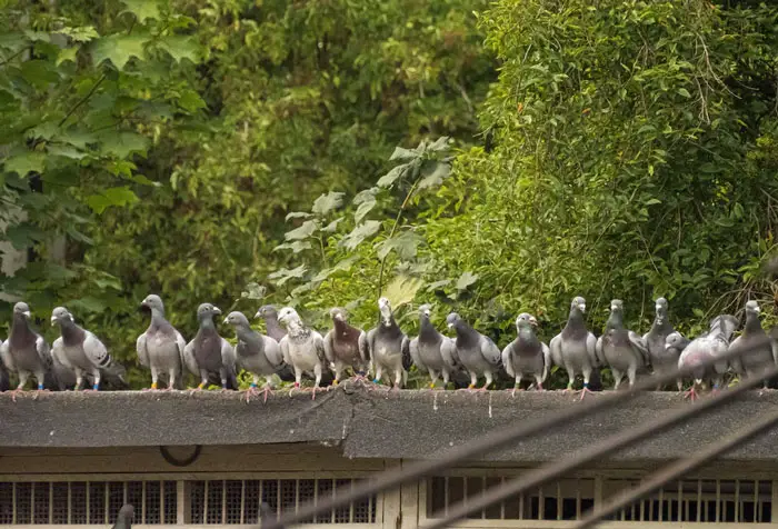 Equipment for Pigeon Racing