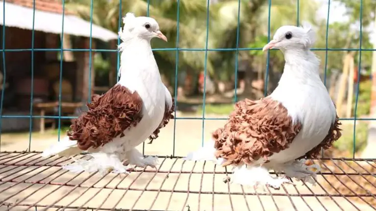 Frill Back Pigeon: Origin, Appearance, Behavior, Care, And More
