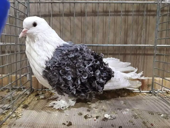 Frill Back Pigeon Behavior