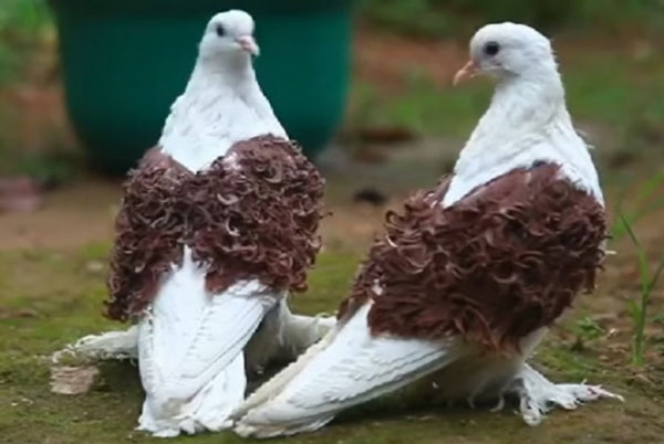 Frill back pigeons Lifespan