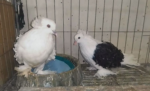 Frill back pigeons as pets