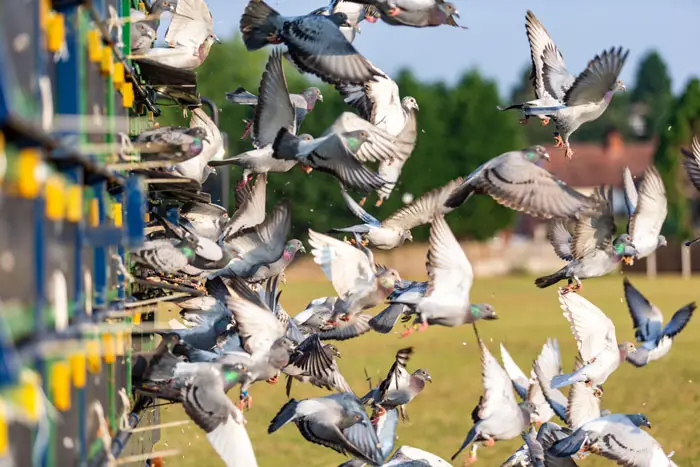 Getting Started in Pigeon Racing