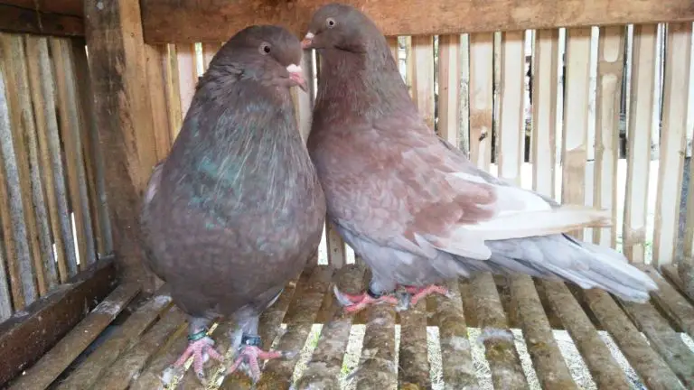 Giant Runt Pigeon: Origin, Appearance, Behavior, Care, And More