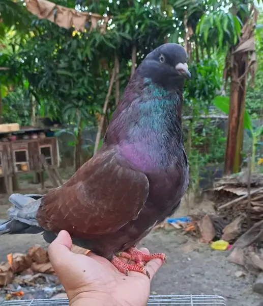 Giant Runt Pigeon Appearance