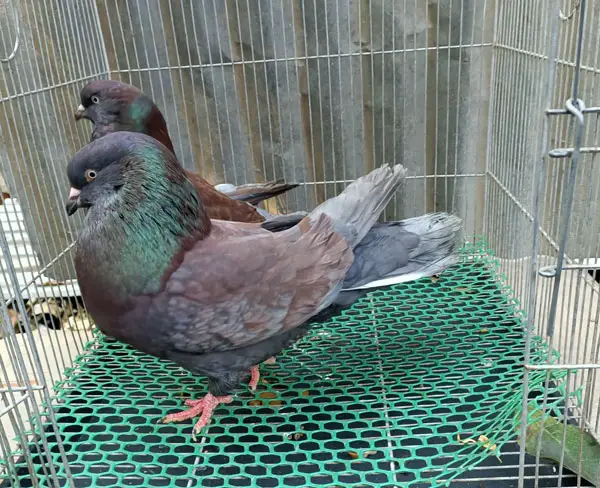 Giant Runt Pigeon Origin and history