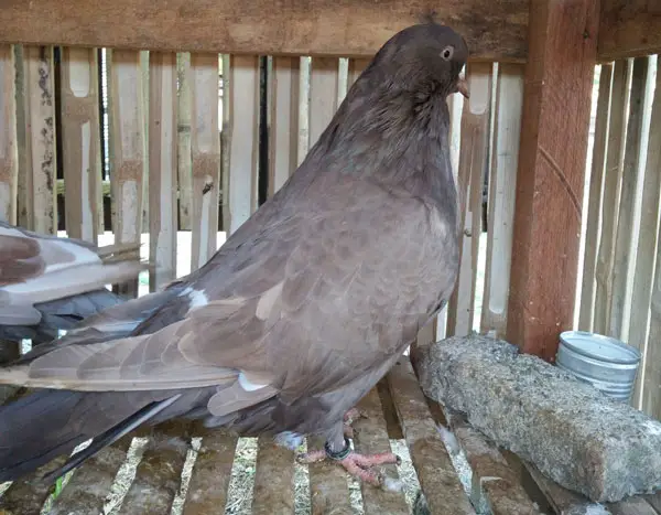 Giant runts as pets