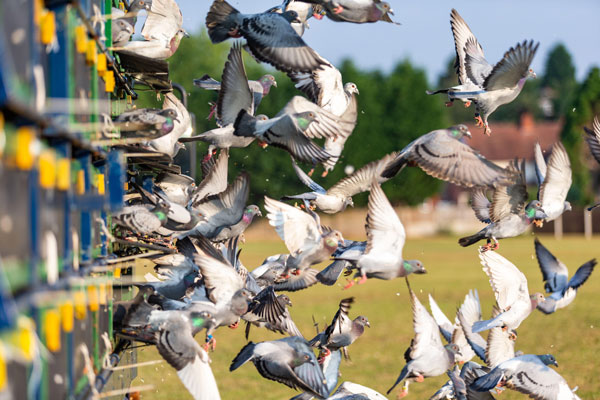 Health and Performance of Racing Pigeons