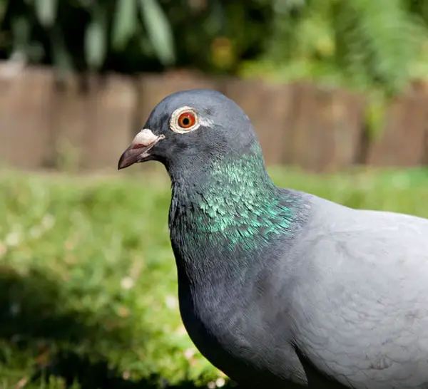 Helping Lost Racing Pigeons Find Their Way Back Home
