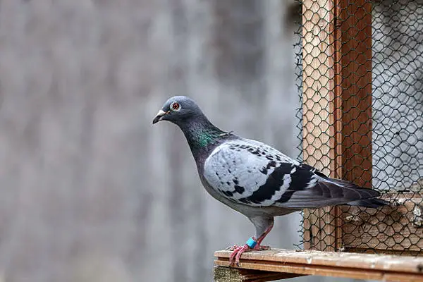 History of Pigeon Racing