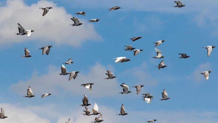 The History of Pigeon Racing: From Ancient Times to Modern Day