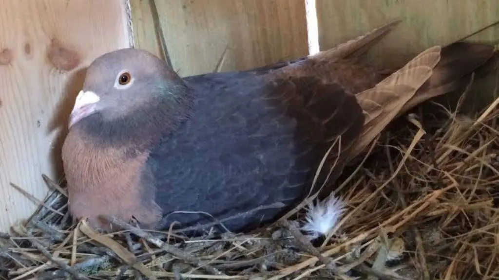 Homer Pigeons Origin, Appearance, Behavior, Care, And More