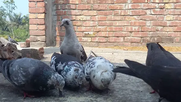 Homer pigeons as pets