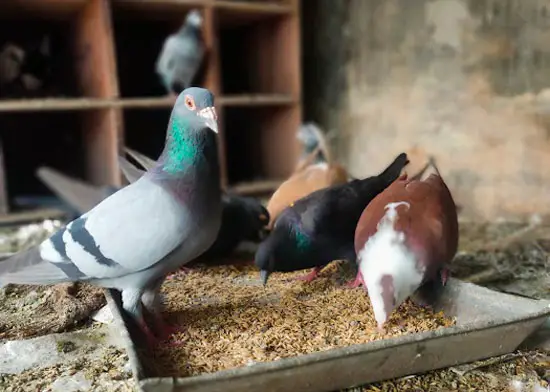 Homing Pigeon Lifespan