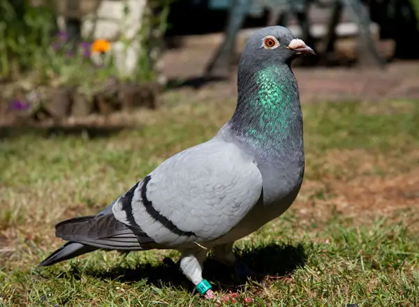 How Pigeon Racing Contributes to Community and Camaraderie