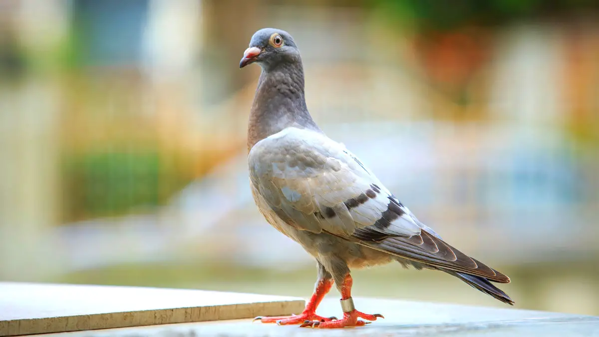 How to Band a Young Racing Pigeon
