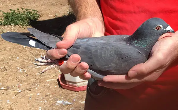 How to Find the Owner of a Racing Pigeon