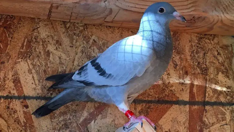 How to Test the Intelligence Of Racing Pigeons? Everything You Should Know