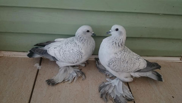 Ice Pigeon Appearance