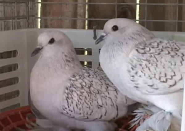 Ice Pigeon Behavior and personality traits