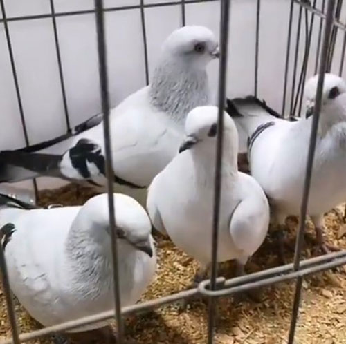 Ice Pigeon Breeding