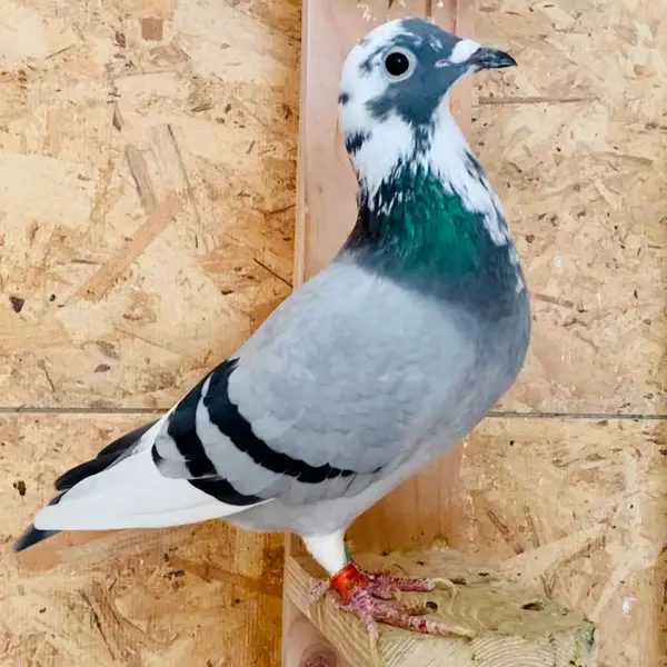 Importance Of Intelligence Of Racing Pigeons