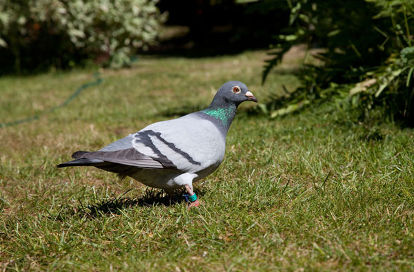 Importance of Mindset and Attitude in Pigeon Racing