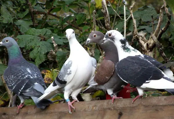 Importance of Proper Training in Developing Racing Pigeon's Abilities