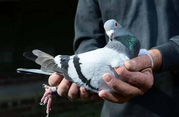 Interpreting The Results Of Intelligence Tests In Racing Pigeons