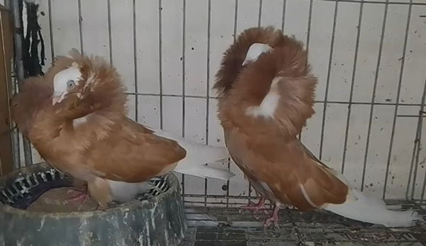 Jacobin Pigeon Breeding