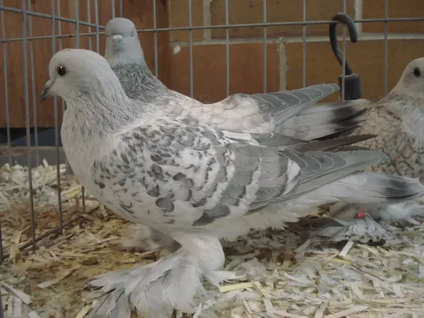 Keeping ice pigeons as pets