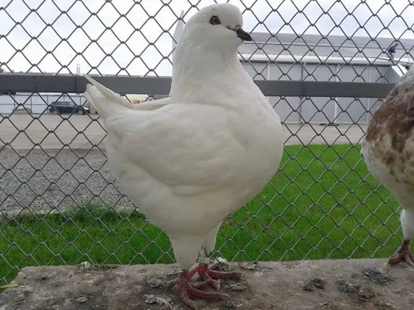 King pigeons as pets