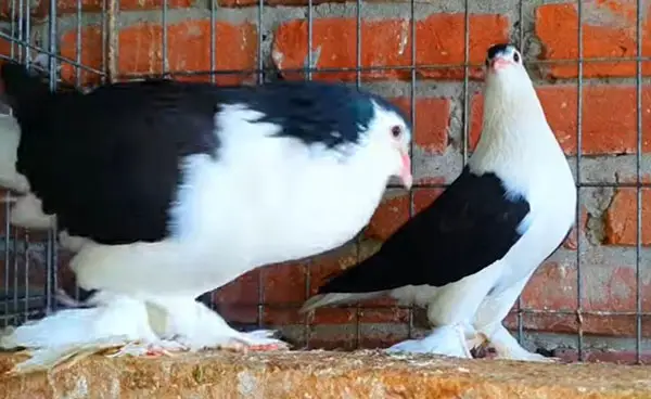 Lahore Pigeon Behavior