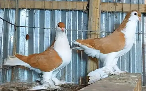 Lahore Pigeon Breeding