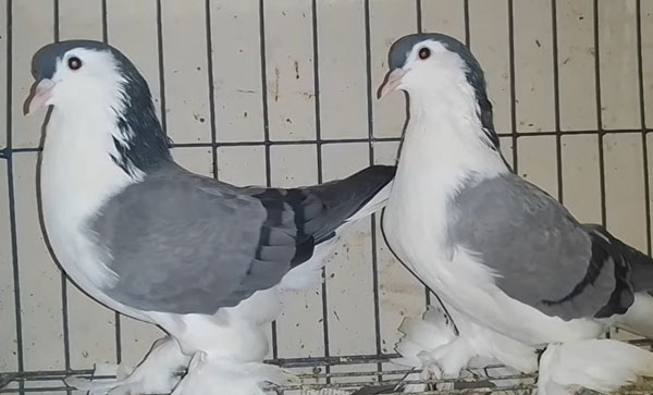 Lahore Pigeon Lifespan