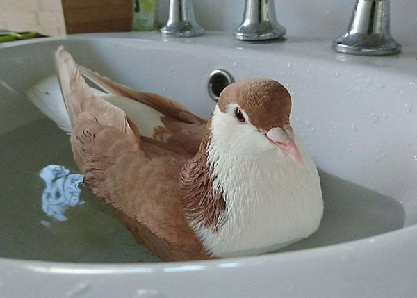 Lahore pigeons as pets