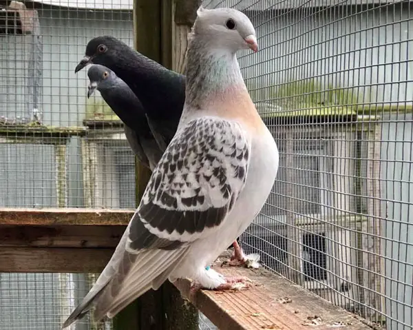 Lucerne Gold Collar Pigeon Behavior