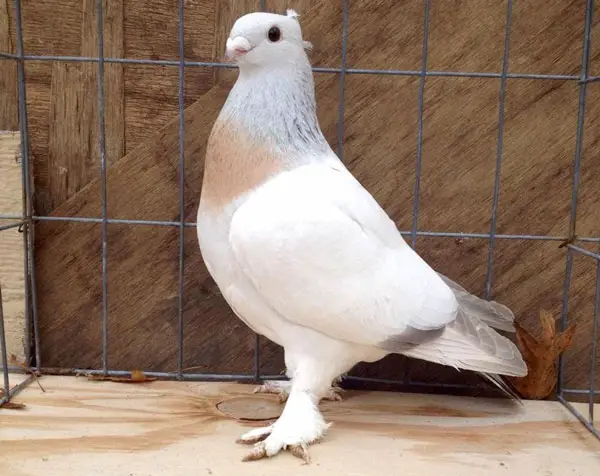 Lucerne Gold Collar Pigeon Lifespan