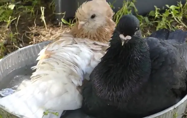 Lucerne Gold Collar Pigeons Breeding