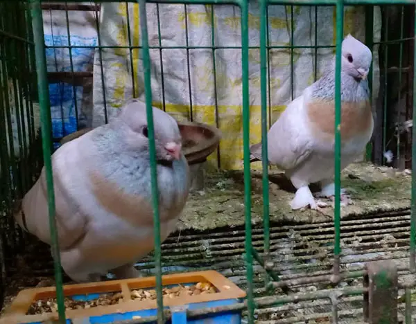 Lucerne gold collar pigeon diet