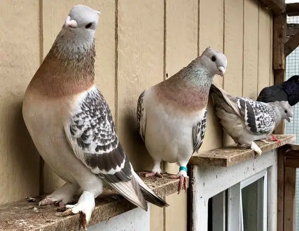 Lucerne gold collar pigeons as pets