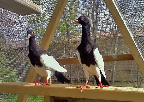 Magpie pigeon as show/exhibition birds