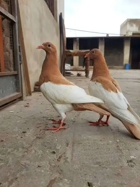 Magpie pigeons as pets