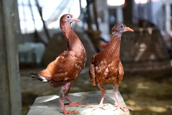 Maltese Pigeon Behavior