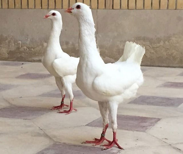 Maltese Pigeon as pets