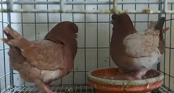 Modena Pigeon Breeding