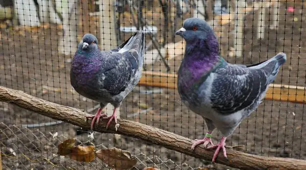Modena Pigeon Habitat