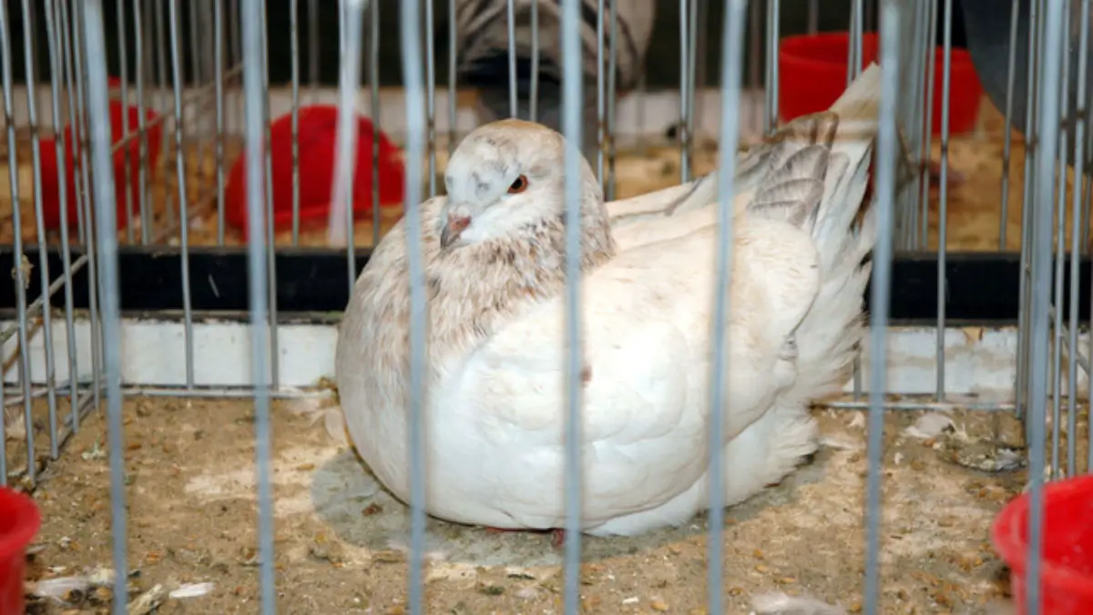 Modena Pigeon