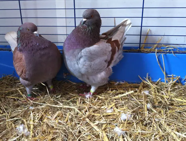 Modena pigeons as pets