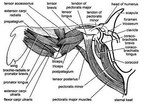 Musculoskeletal System of Racing Pigeons