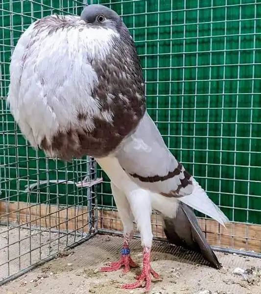 Norwich Cropper Pigeon Appearance
